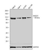 RAD21 Antibody in Western Blot (WB)