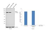 RAD21 Antibody in Western Blot (WB)