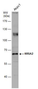 NR5A2 Antibody in Western Blot (WB)