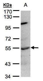 PTP1B Antibody in Western Blot (WB)