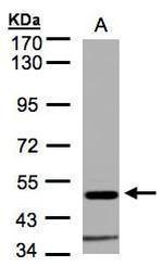 GLRA1 Antibody in Western Blot (WB)