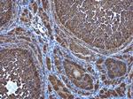 ATG4D Antibody in Immunohistochemistry (Paraffin) (IHC (P))