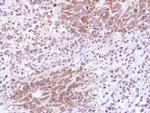 ATG4D Antibody in Immunohistochemistry (Paraffin) (IHC (P))