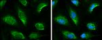 KEAP1 Antibody in Immunocytochemistry (ICC/IF)