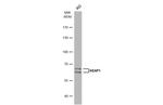 KEAP1 Antibody in Western Blot (WB)