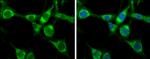 HSPA1B Antibody in Immunocytochemistry (ICC/IF)