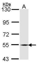 BMP-6 Antibody in Western Blot (WB)