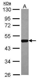 ESRRA Antibody in Western Blot (WB)