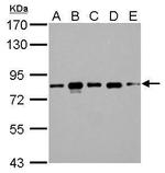 CD2AP Antibody in Western Blot (WB)