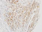 VPS26A Antibody in Immunohistochemistry (Paraffin) (IHC (P))