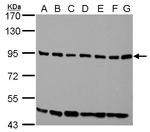 ELMO1 Antibody in Western Blot (WB)