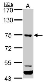 ELMO1 Antibody in Western Blot (WB)