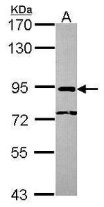 NCBP1 Antibody in Western Blot (WB)