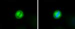 TRF1 Antibody in Immunocytochemistry (ICC/IF)