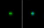 TRF1 Antibody in Immunocytochemistry (ICC/IF)