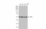 TRF1 Antibody in Western Blot (WB)