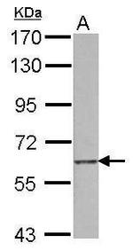 SCARF1 Antibody in Western Blot (WB)