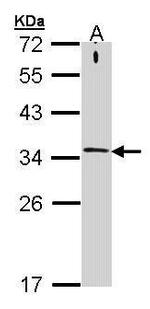 Syntaxin 1 Antibody in Western Blot (WB)