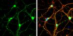 Syntaxin 1 Antibody in Immunocytochemistry (ICC/IF)