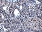 HP1 beta Antibody in Immunohistochemistry (Paraffin) (IHC (P))