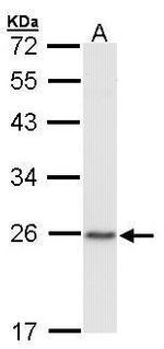 HP1 beta Antibody in Western Blot (WB)