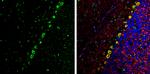 Coronin 1A Antibody in Immunohistochemistry (Frozen) (IHC (F))