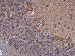 Coronin 1A Antibody in Immunohistochemistry (Paraffin) (IHC (P))