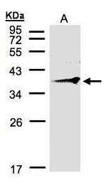 RNF2 Antibody in Western Blot (WB)