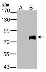 MID2 Antibody in Western Blot (WB)