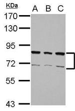 hnRNP R Antibody in Western Blot (WB)