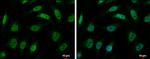 hnRNP R Antibody in Immunocytochemistry (ICC/IF)