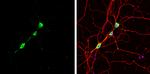 Staufen Antibody in Immunocytochemistry (ICC/IF)