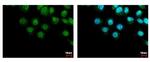 LIMD1 Antibody in Immunocytochemistry (ICC/IF)