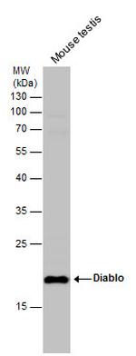 DIABLO Antibody in Western Blot (WB)