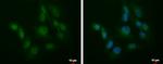 SLU7 Antibody in Immunocytochemistry (ICC/IF)