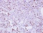 SLU7 Antibody in Immunohistochemistry (Paraffin) (IHC (P))