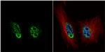 PRP19 Antibody in Immunocytochemistry (ICC/IF)