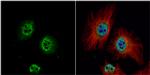 ZWINT Antibody in Immunocytochemistry (ICC/IF)