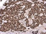 GTF2B Antibody in Immunohistochemistry (Paraffin) (IHC (P))