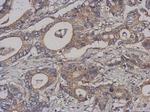 NCAPH Antibody in Immunohistochemistry (Paraffin) (IHC (P))