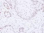 PAF1 Antibody in Immunohistochemistry (Paraffin) (IHC (P))