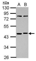 RBMS1 Antibody in Western Blot (WB)