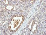 MEK6 Antibody in Immunohistochemistry (Paraffin) (IHC (P))