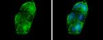 Glycerol kinase Antibody in Immunocytochemistry (ICC/IF)