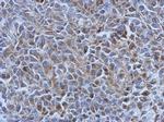 Adenylate Kinase 4 Antibody in Immunohistochemistry (Paraffin) (IHC (P))