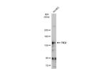 TEK Antibody in Western Blot (WB)