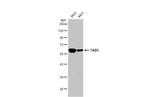 TAB1 Antibody in Western Blot (WB)