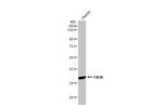 FN3K Antibody in Western Blot (WB)