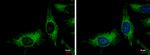 Adenylate Kinase 2 Antibody in Immunocytochemistry (ICC/IF)