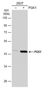 PGK1 Antibody in Western Blot (WB)